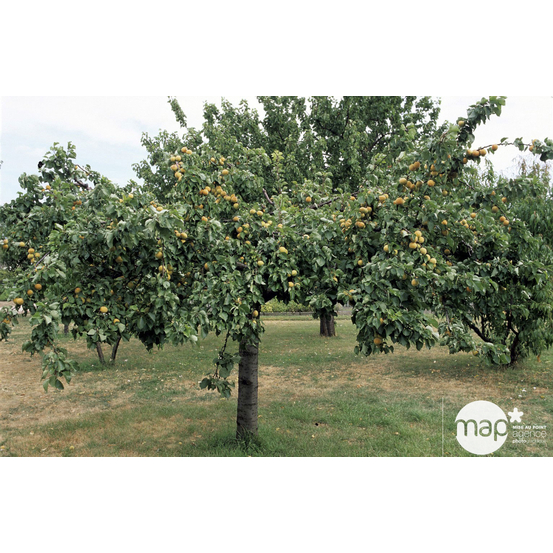 Abricotier Bergeron en gobelet 2 ans d'âge - pot 7,5L
