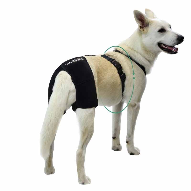 Suporte para o quadril em cães com displasia coxofemoral ou osteoartrite.