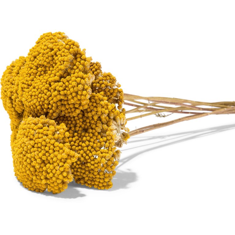 Schafgarbe Achillea, farbig