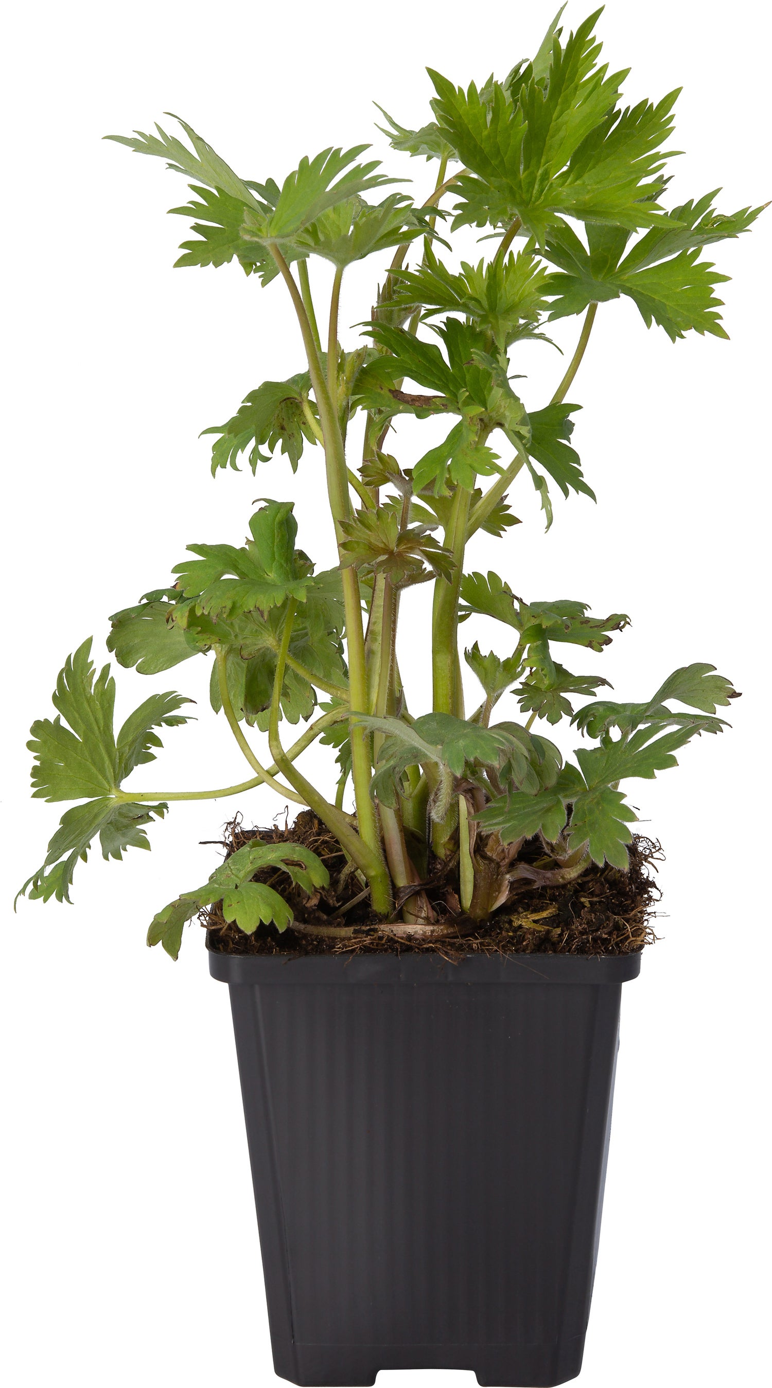 Ridderspoor (Delphinium 'Summer Skies') D 9 H 10 cm
