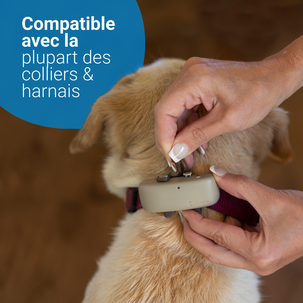 Tractive GPS DOG 4 - collier GPS pour chien avec suivi d'activité - Café