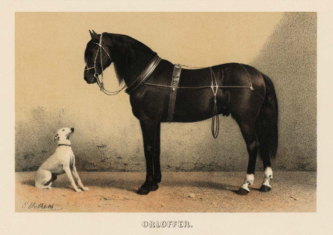 Orloff Pferd & Hund