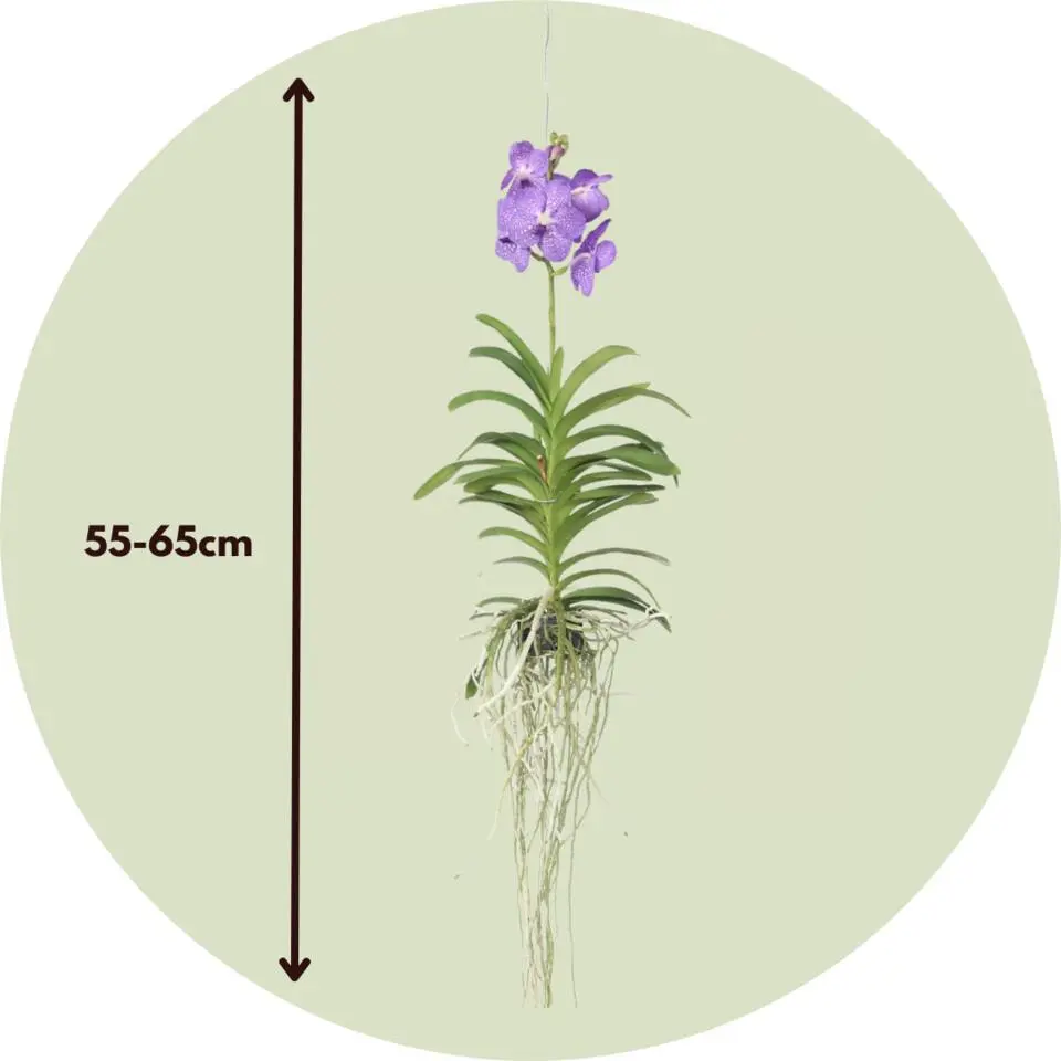 Blauwe orchidee L - Vanda 'Blue' - Hoogte 55-65cm