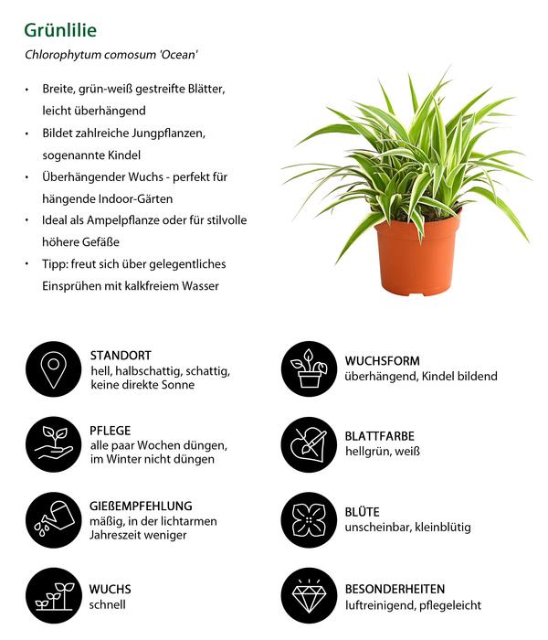 Grünlilie - Chlorophytum comosum 'Ocean'