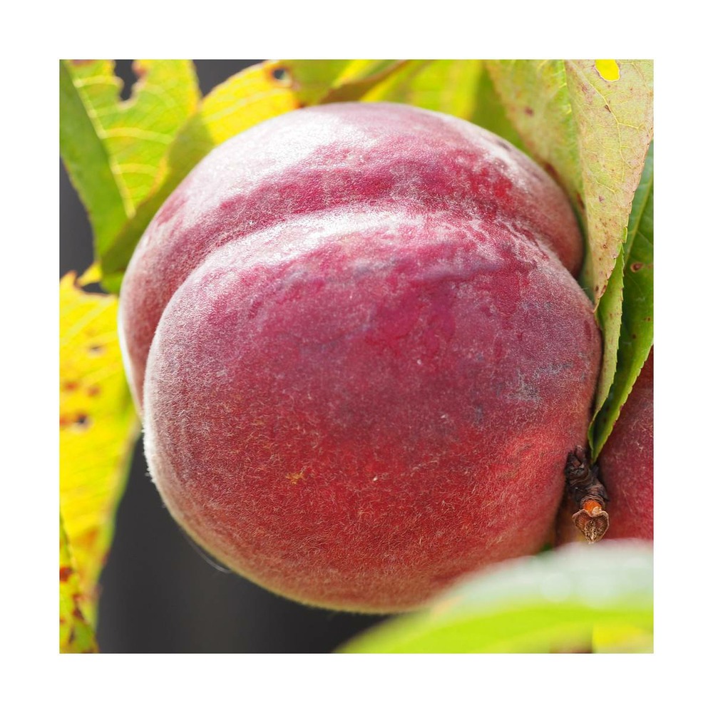 Pêcher persica redwing/prunus persica redwing[-]pot de 10l - gobelet 2 ans
