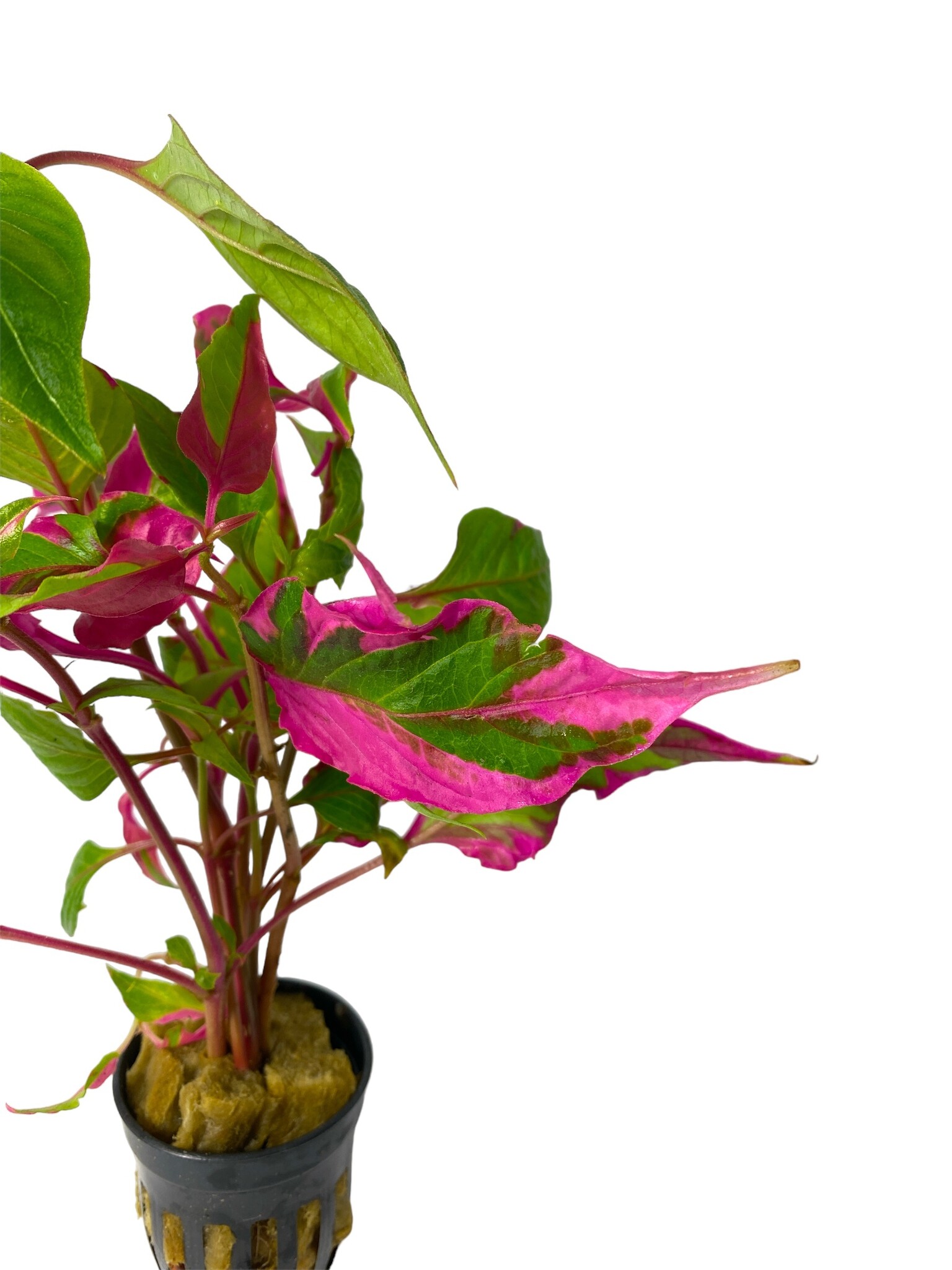 Waterplant Hygrophila Corymbosa Pink