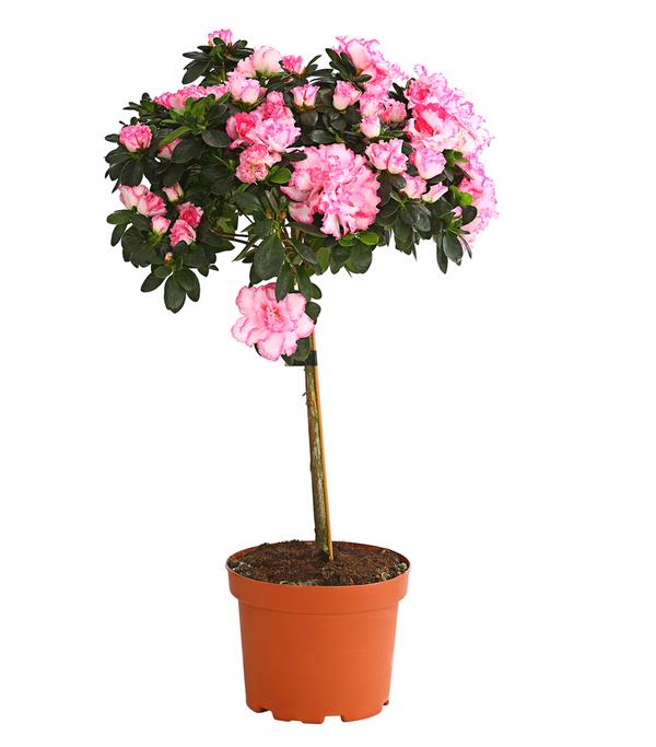 Zimmerazalee - Rhododendron simsii,