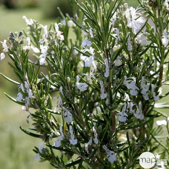 Plant de romarin : pot de 1 litre
