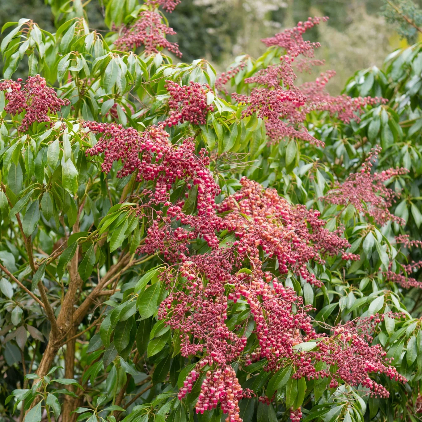 Pieris japonica 'Valley Valentine' 20cm Japanpieris 'Valley Valentine' Ø20 cm