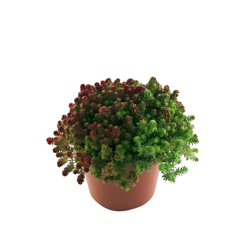 Sedum Bergknapp miks Ø12 cm