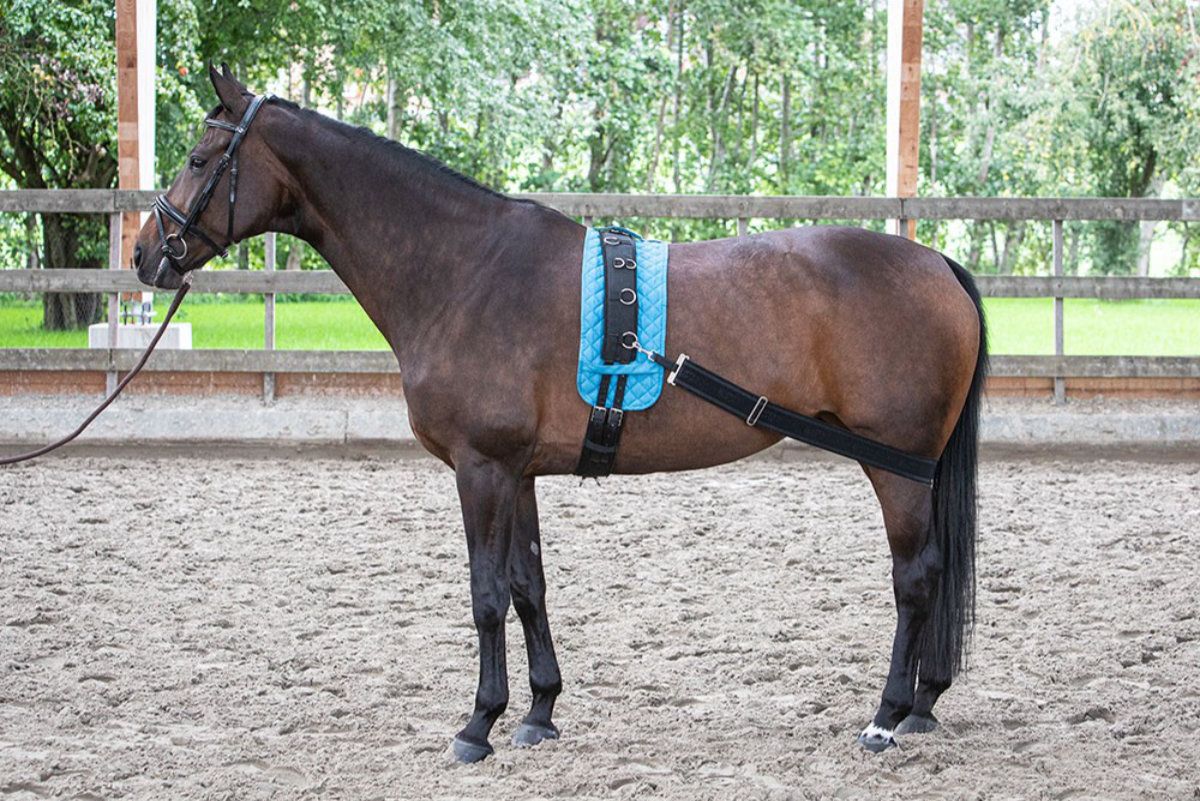 Harry`s Horse Longierband