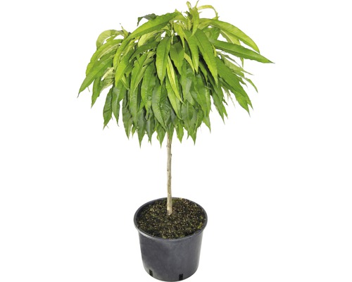 Biologische dwergperzik FloraSelf Biologische Prunus persica 'Bonanza' Stamhoogte 40 cm Totale hoogte ca. 60-80 cm CO 7,5 L zelfbestuivend