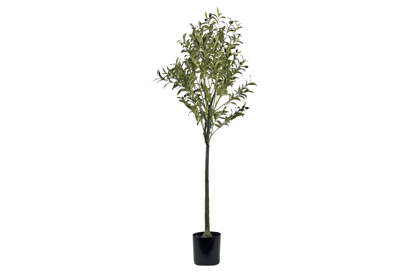 Oliventre potteplante Grønn H160 cm