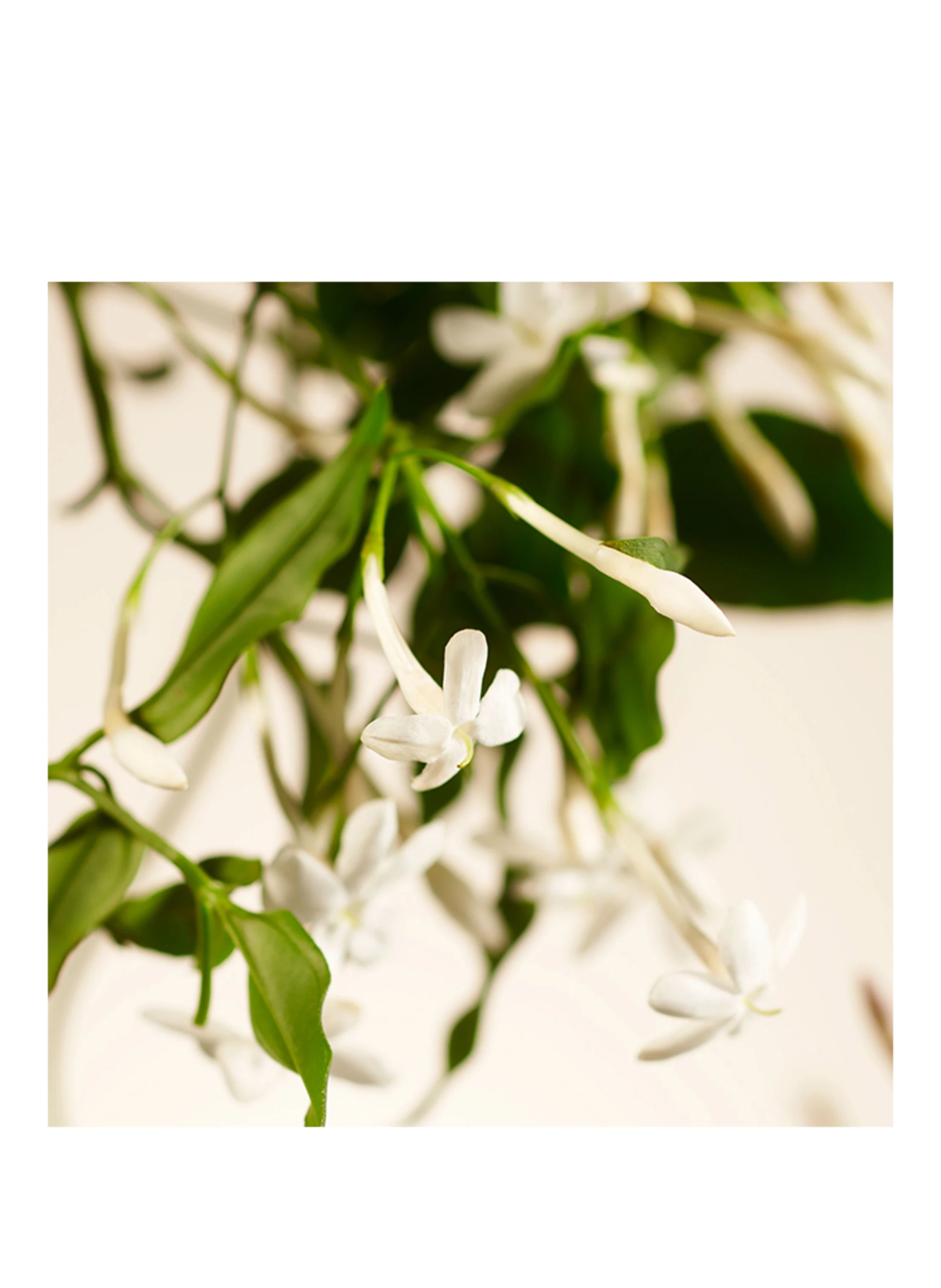 RITUALS SWEET JASMINE