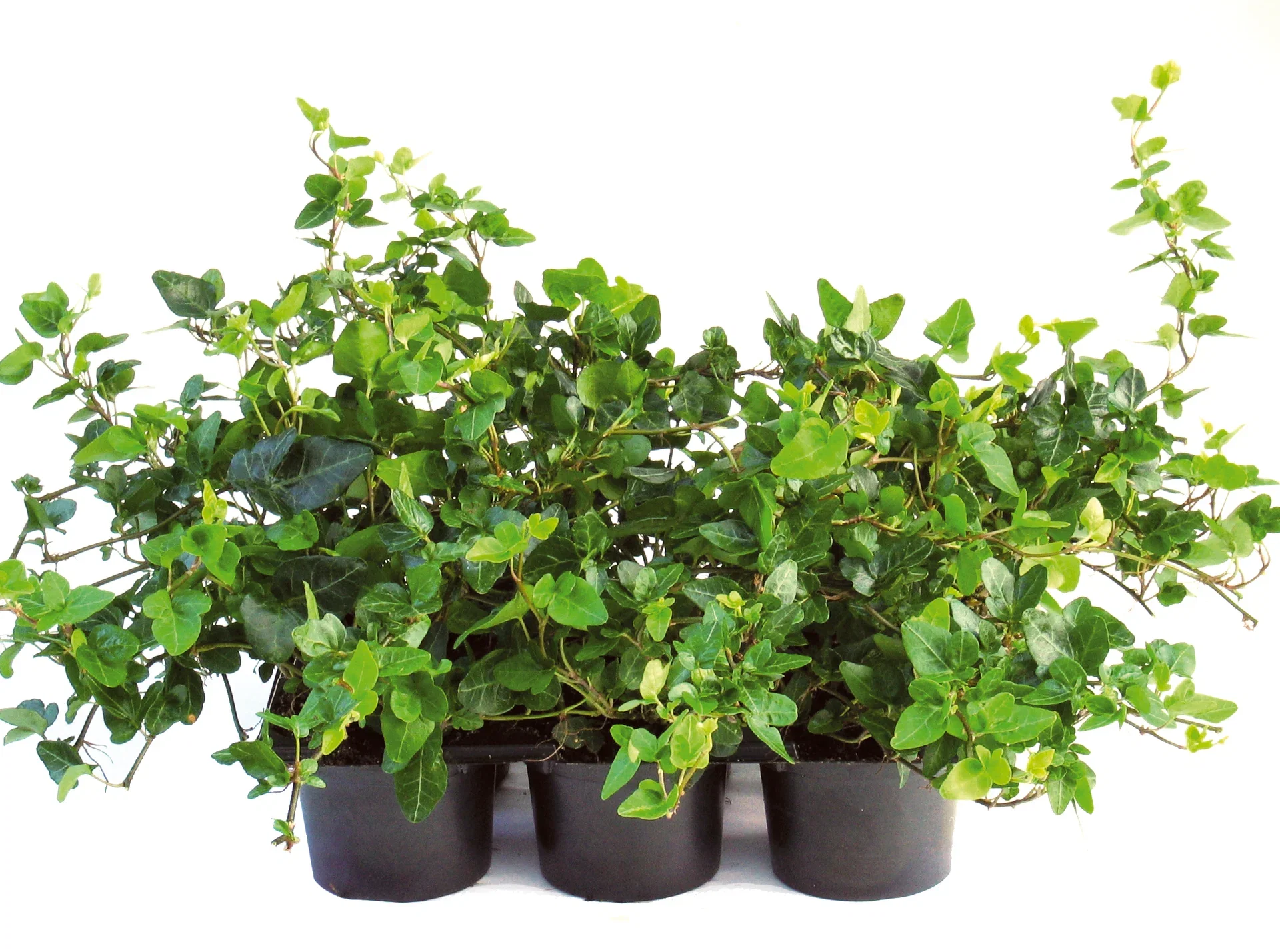 Hedera helix Eføy 6 pk
