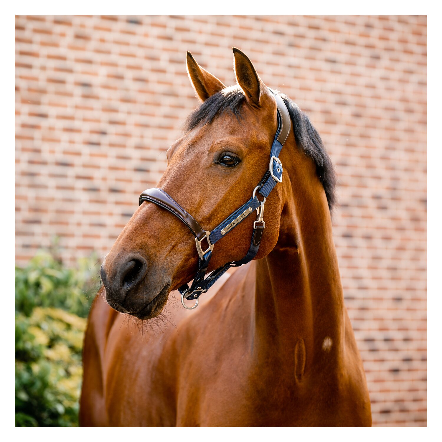 HORSEWARE Signature Halfter  - brown/navy