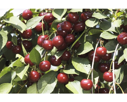 Biologische zoete kers 'Lapins' (zelfbestuivend) leivorm FloraSelf Biologische Prunus 'Lapins' H 80-100 cm Co 5 L