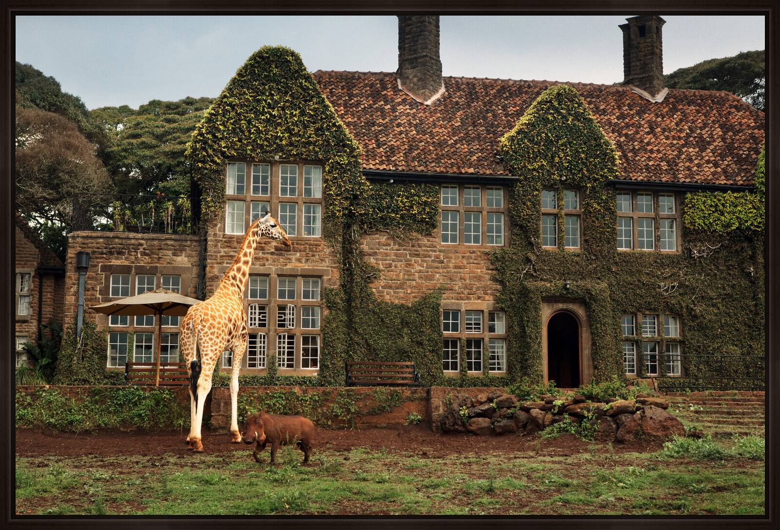 Giraffe Manor #9 by Klaus Thymann - Limited Edition. Edition of: 150. Signed.