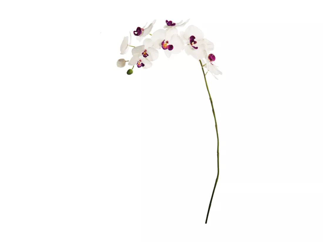 Tige d'Orchidée Phalaenopsis Forever - Fuchsia