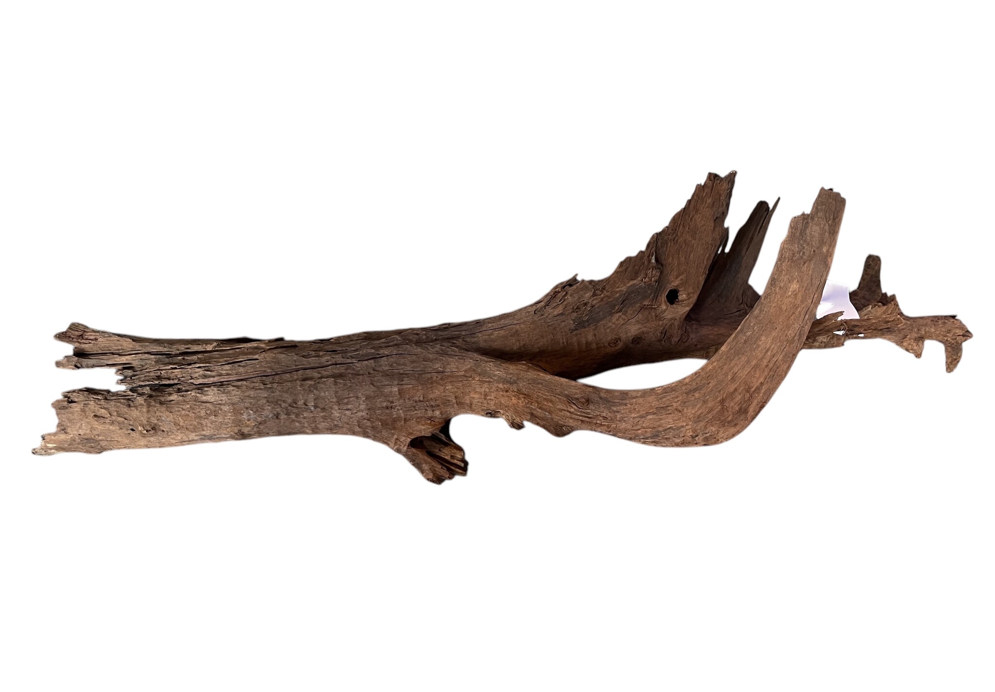 AQXL Selected Mangrovehout XXL 120-170cm NR3