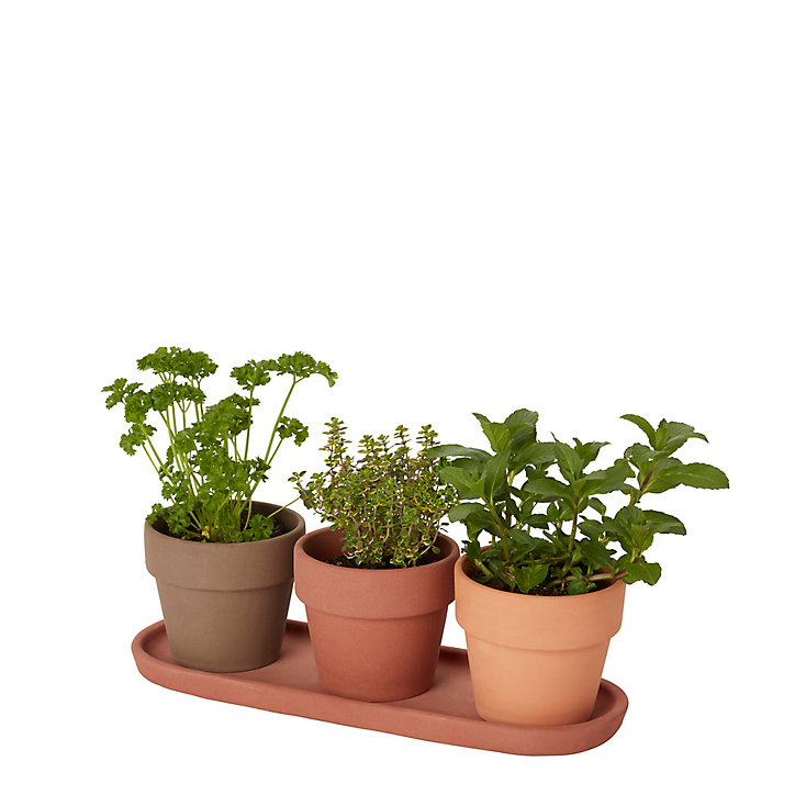 Trio de pots pour plantes aromatiques terre cuite ø9 cm