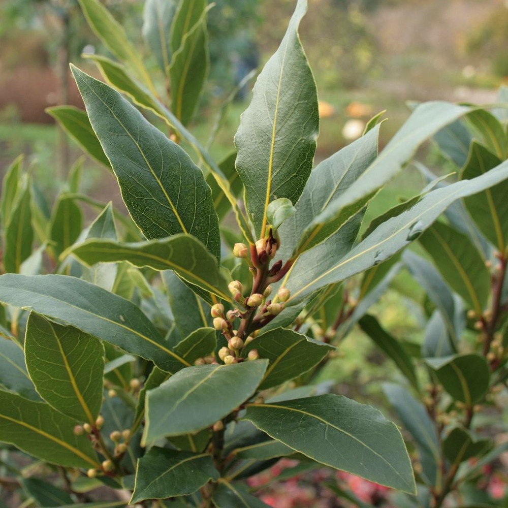 Laurier-sauce nobilis/laurus nobilis[-]pot de 3l - 20/40 cm