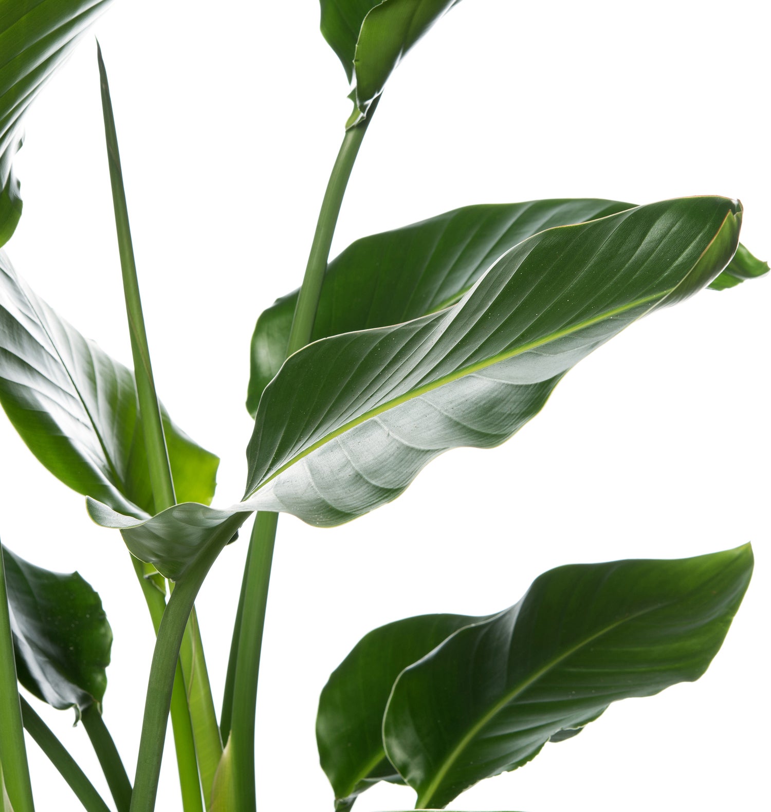 Paradijsvogelplant (Strelitzia nicolai) D 27 H 140 cm