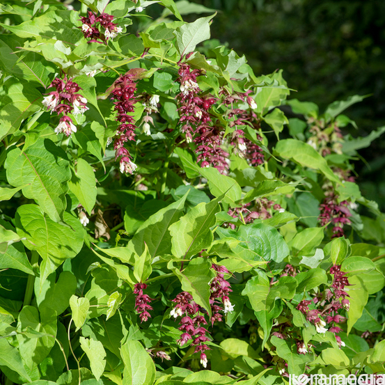 Leycesteria 'Purple Rain' Pot 5L