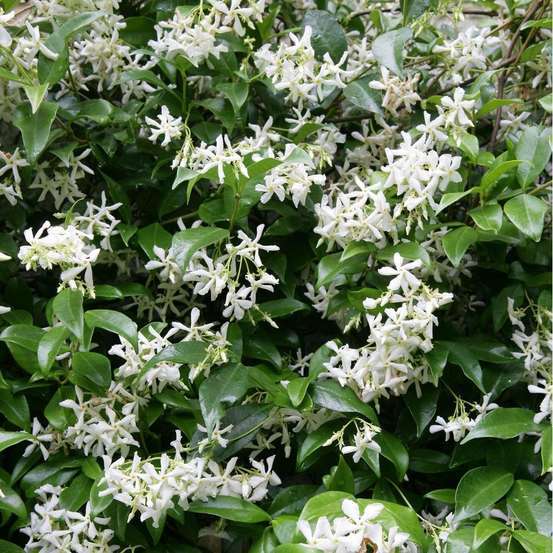 Trachelospermum Jasminoïdes : ctr 6L
