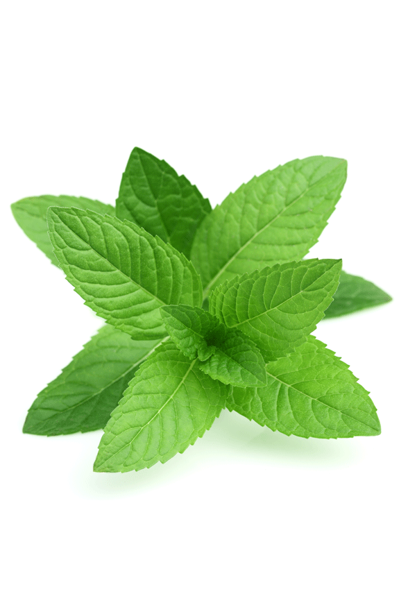 Perles de menthe poivrée (PSN)