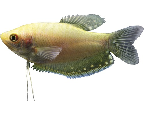 Gouden Goerami - Trichogaster trichopterus