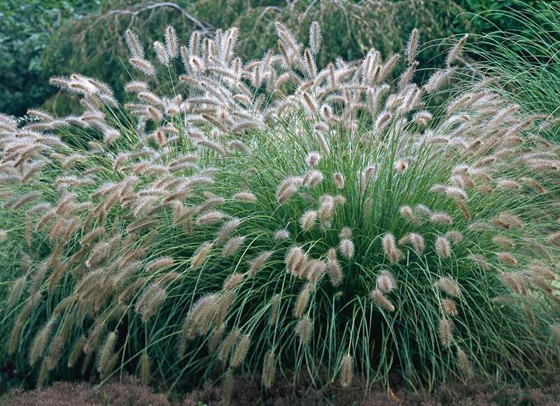 Lampepoetsersgras (Pennisetum alopecuroides 'Hameln') D 19 H 15 cm