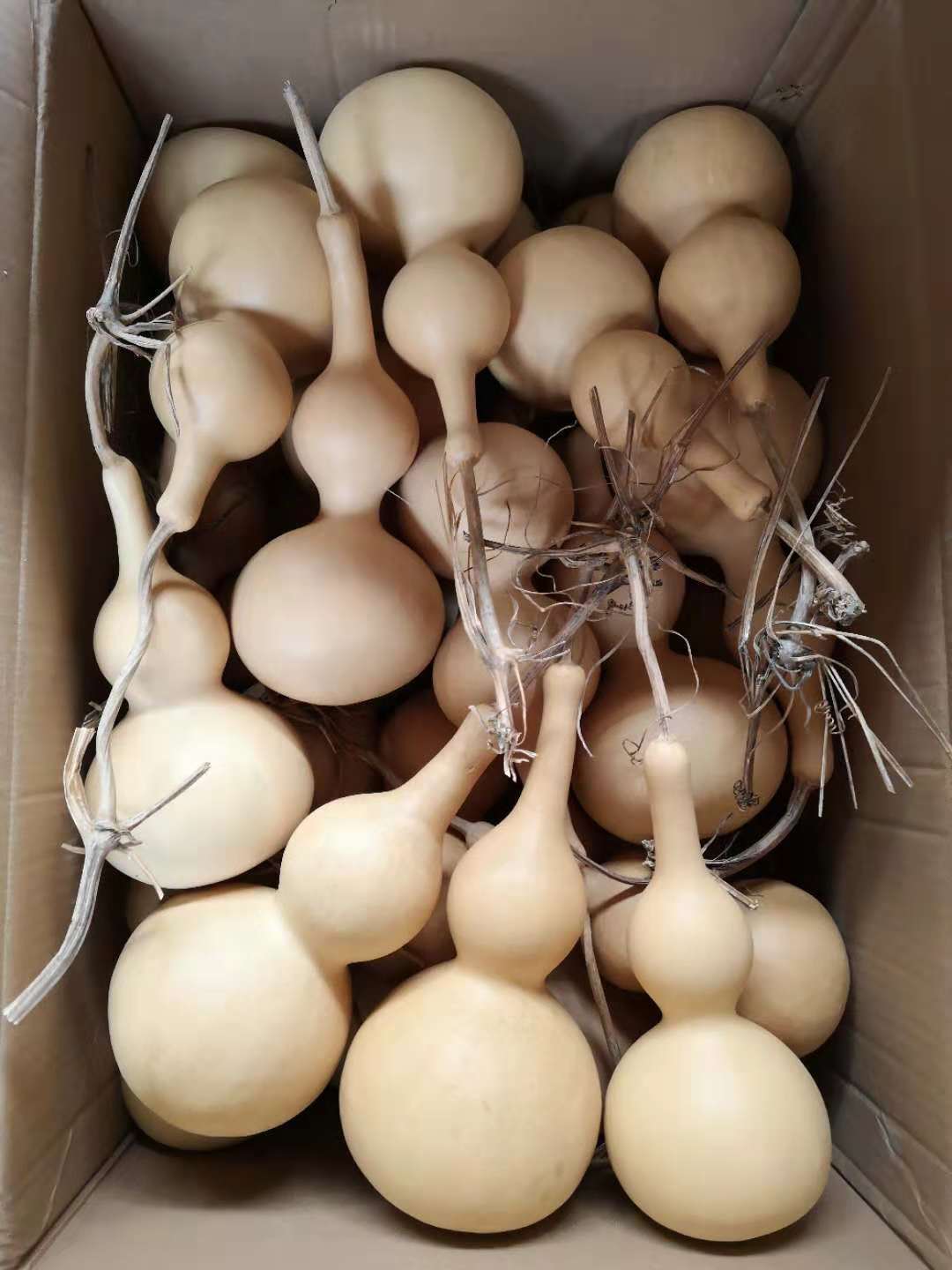 Chinesischer Flaschenkürbis, natur, H 30 cm von fischer's lagerhaus