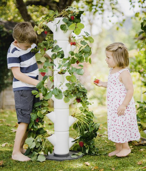 Gusta Garden Erdbeerbaum Sissi Strawberry