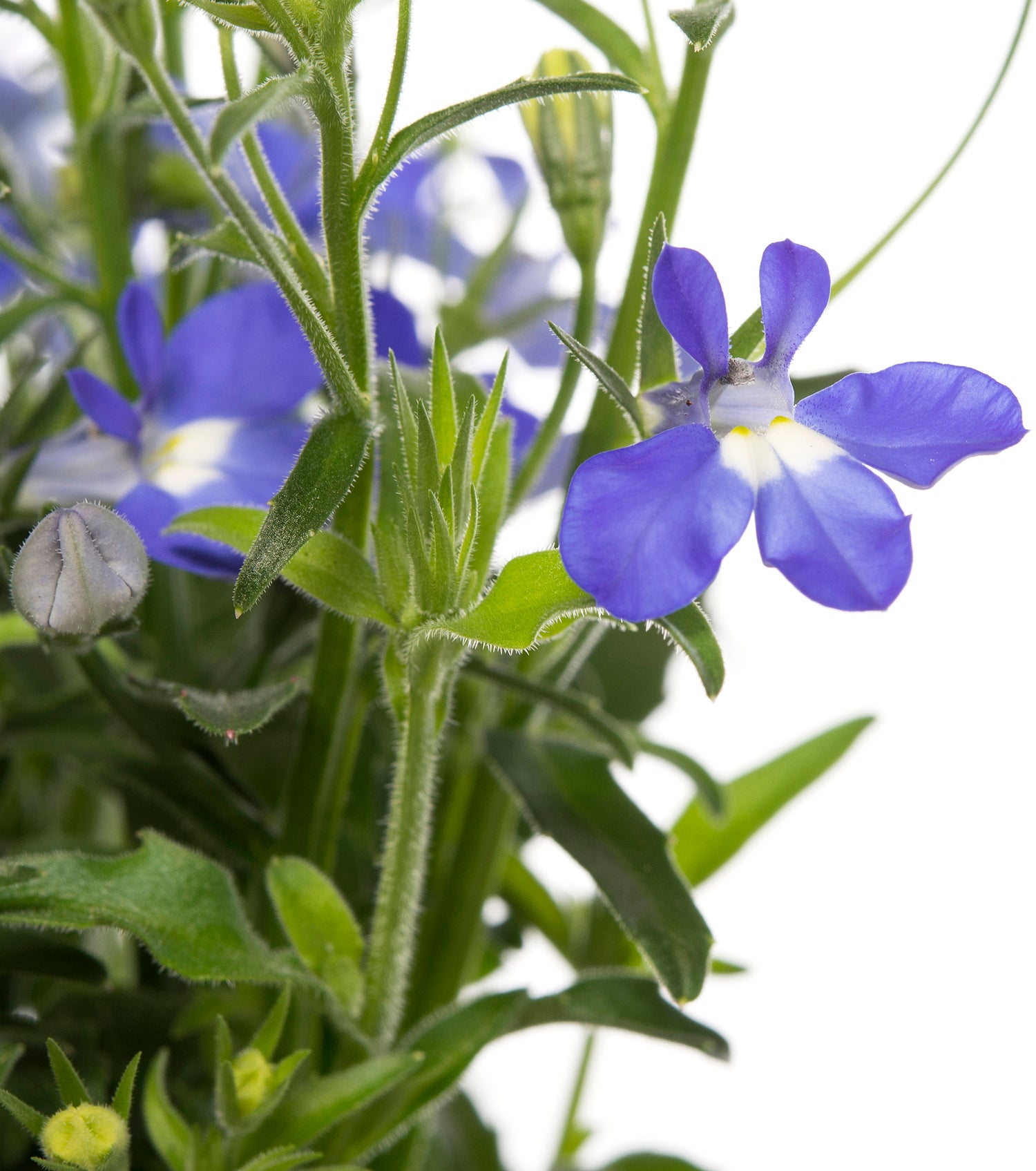 Lobelia (Lobelia) D 10,5 H 20 cm