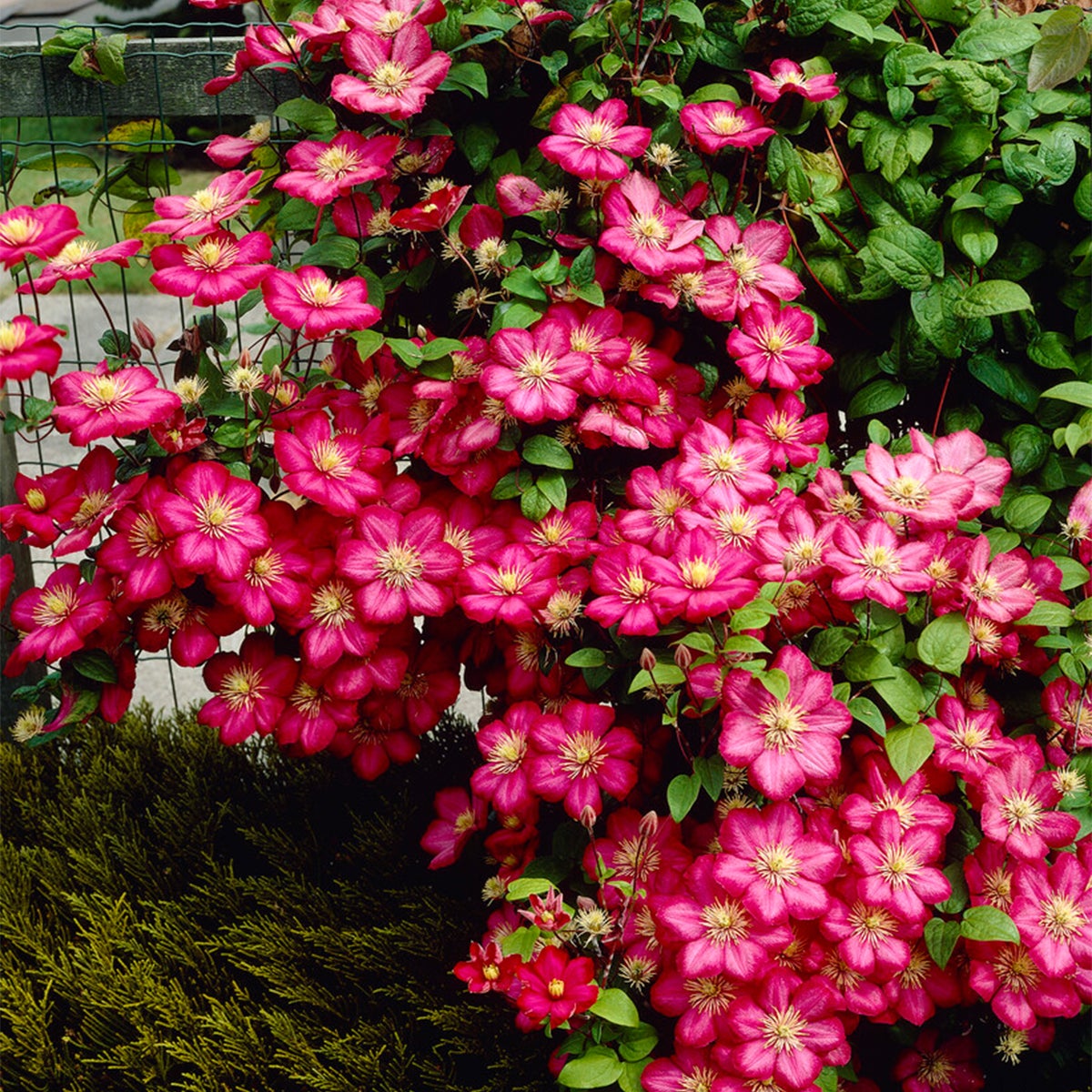Bloomique – Clematis Ville de Lyon – Donkerroze – Klimplanten – Tuinplanten – Winterhard – Potmaat 15 cm – Hoogte 70–80 cm