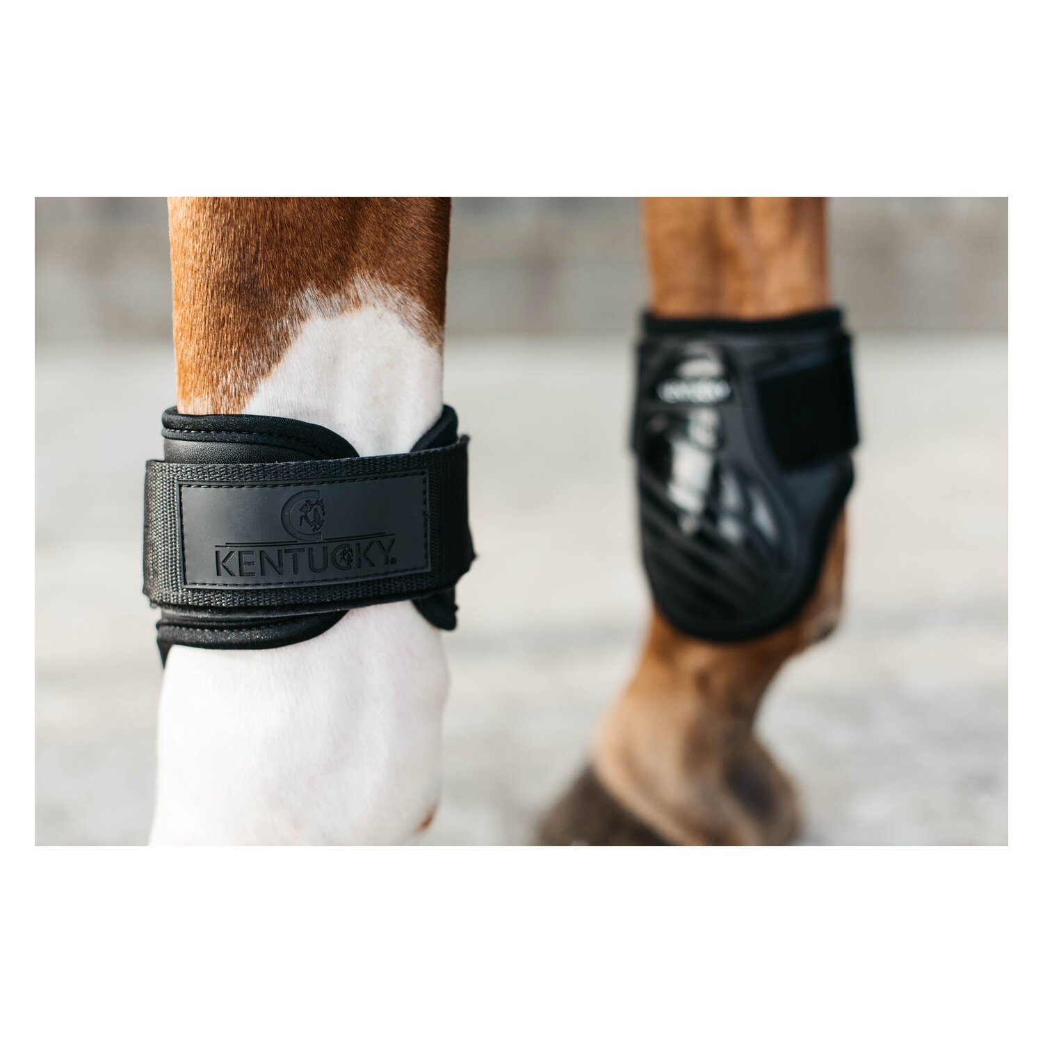KENTUCKY Fesselkopfgamaschen Young Horse - black