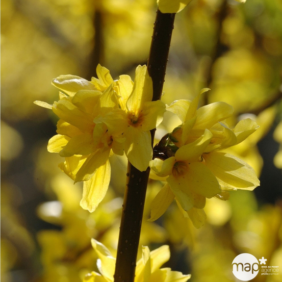 Forsythia x intermedia ' Mindor ' : ctr 4.5 litres.