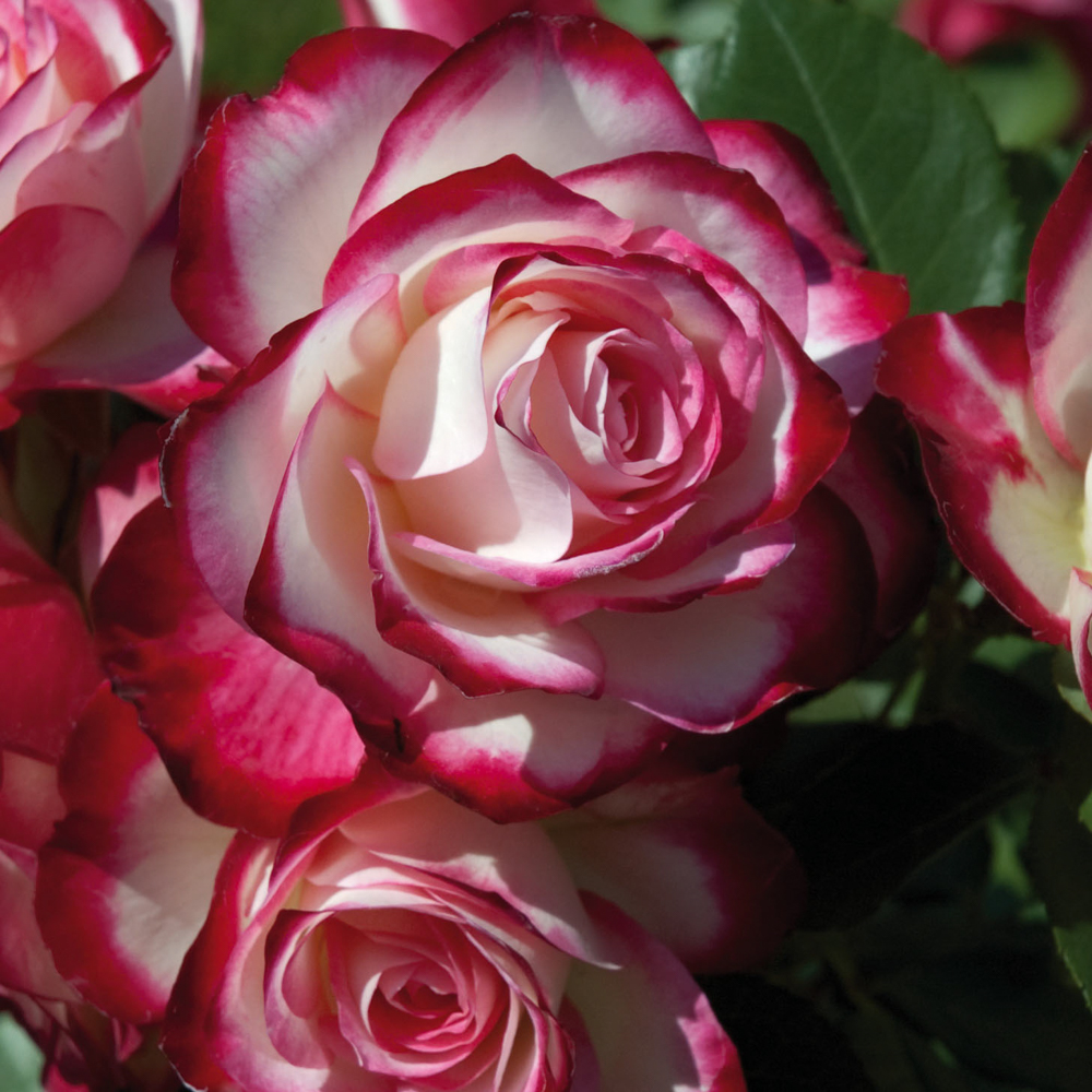 Rosier jubile du prince de monaco ® meisponge le pot de 3l