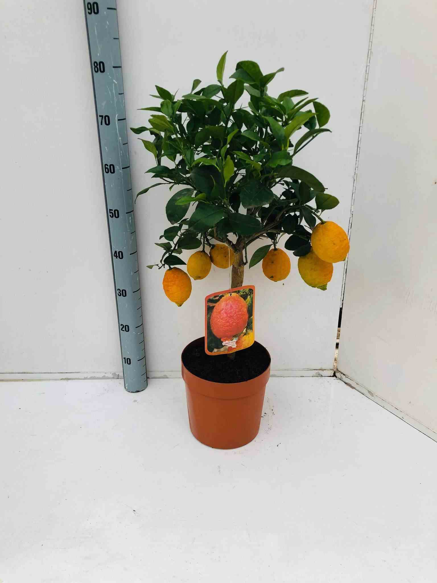 Citrus lima rosso (citron rouge) blanc - taille pot de 4 litres - 30/50 cm