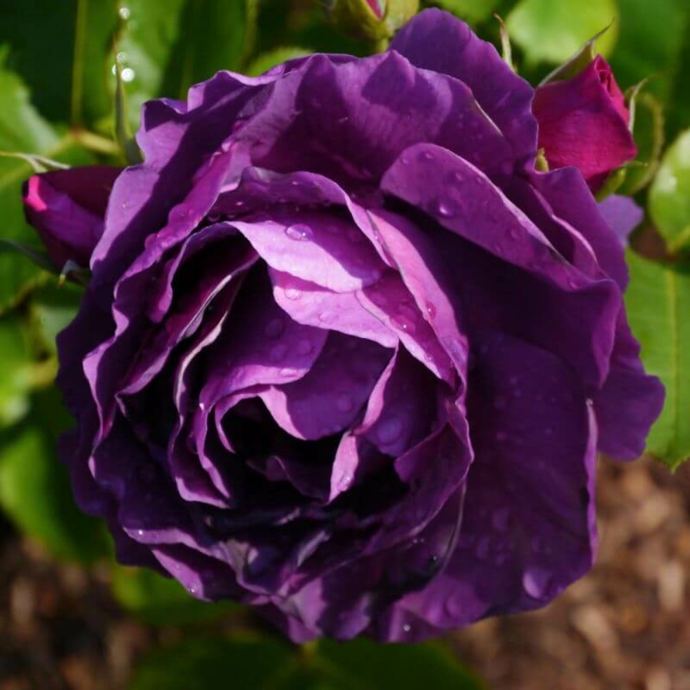 Rosier 'purple eden' -