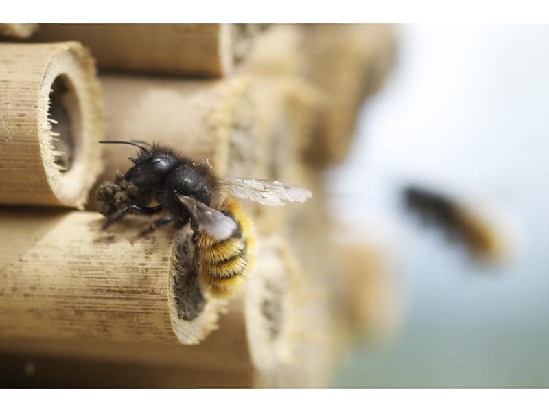 BeeHome Wildbienenhotel Classic Wildbienen-Häuschen mit Mauerbienen-Population