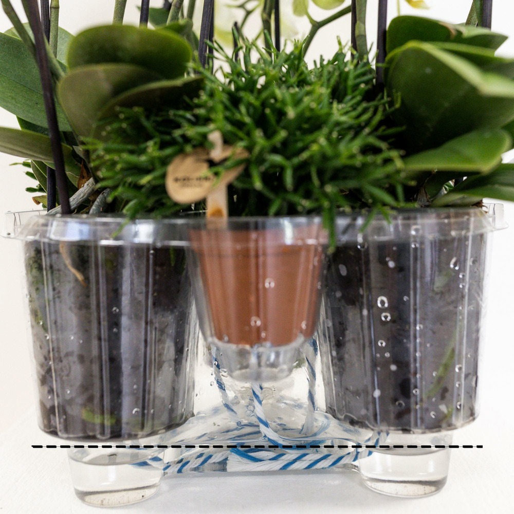 Plante d'intérieur - composition dans un panier en osier avec réservoir d'eau de 3 orchidées blanches et 3 rhipsalis 35cm