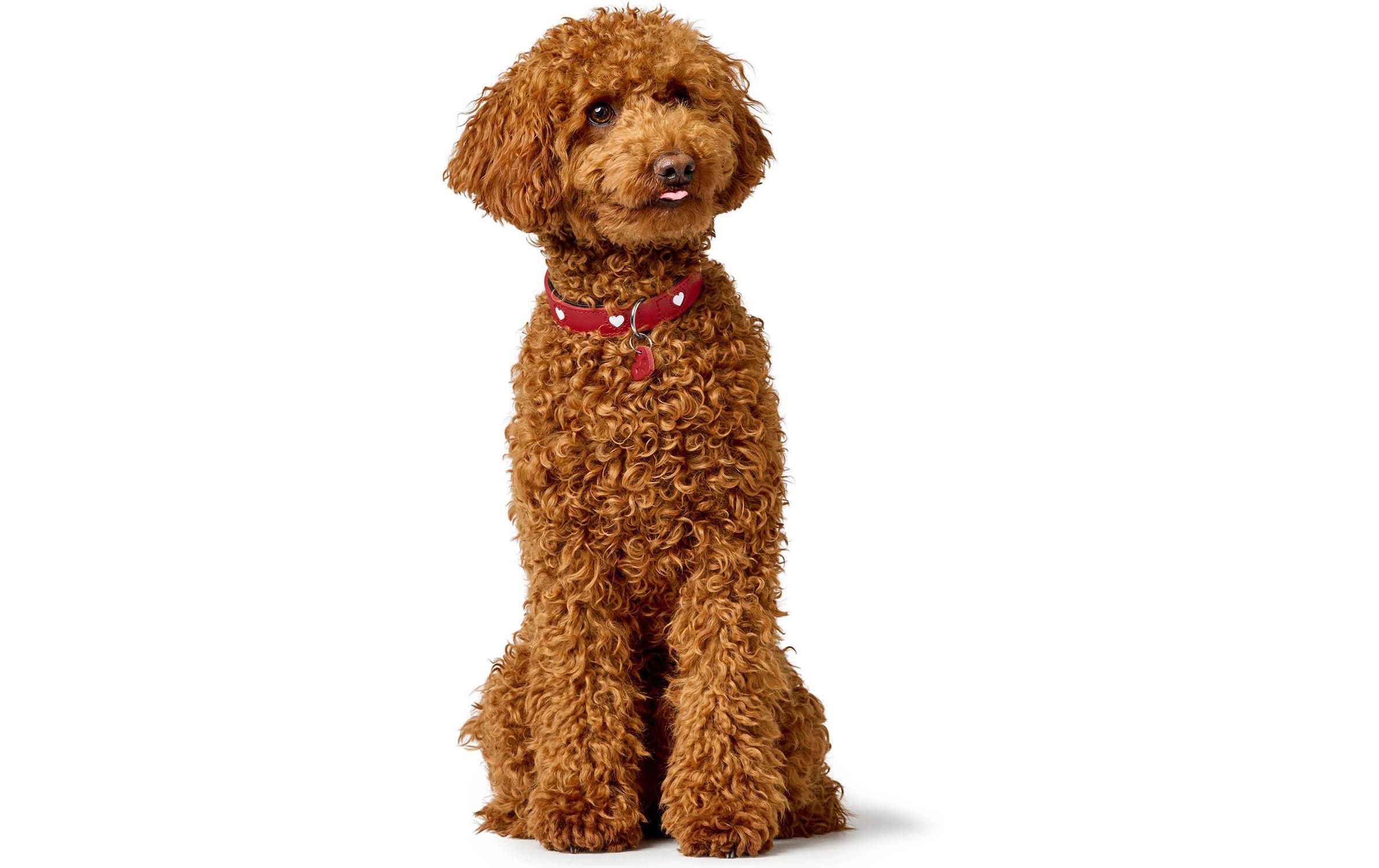 Halsband Love S-M (42), Rot/SchwarzHundehalsband mit Herz