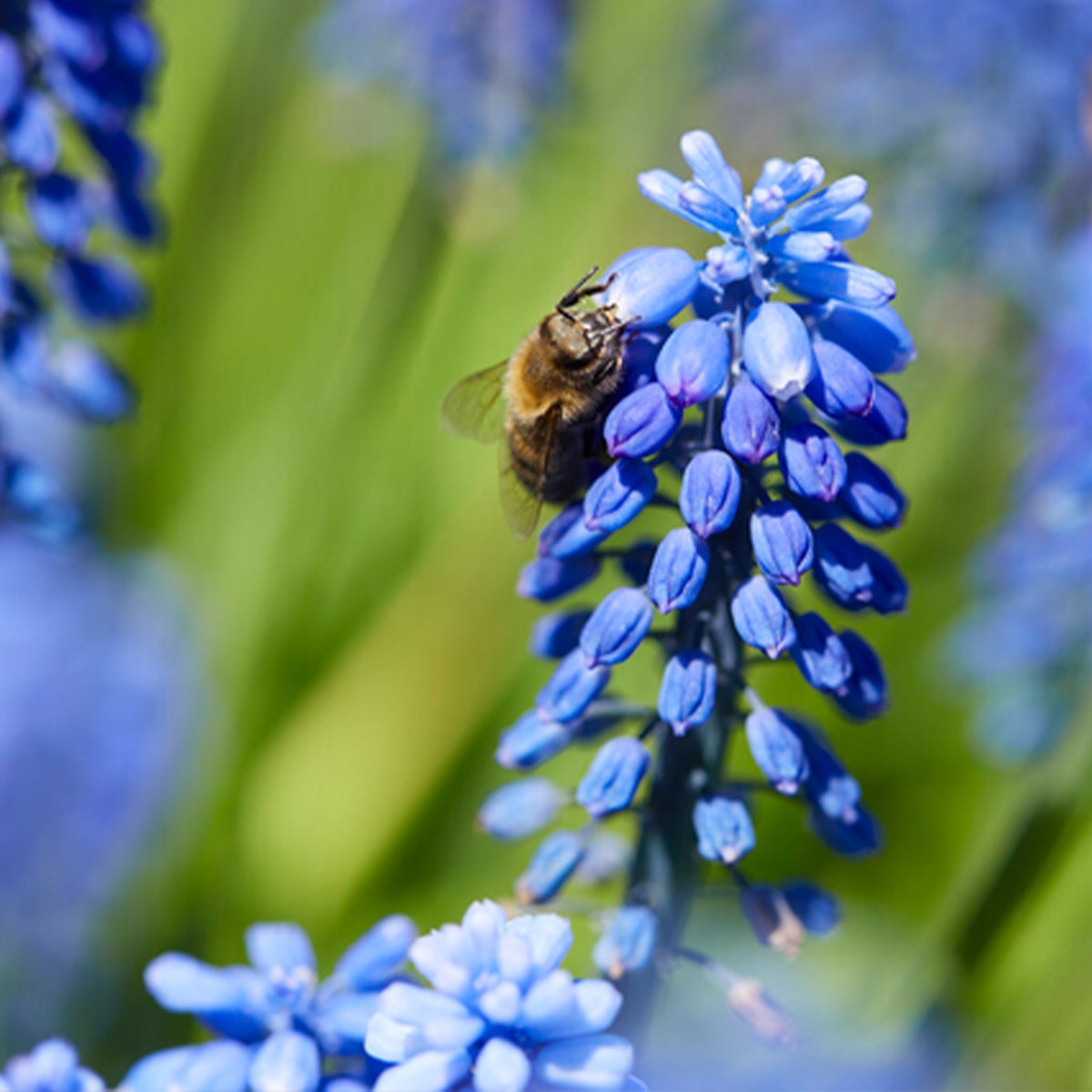 Bloomique – Mengsel van 50 – Muscari Armeniacum – Blauwe druif – Blauwe druif – Bloembollen – Voorjaarsbloeier – Vaste planten – Wordt 10–15 cm hoog