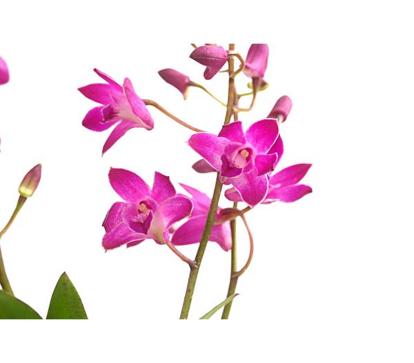 Duft-Traubenorchidee - Dendrobium kingianum