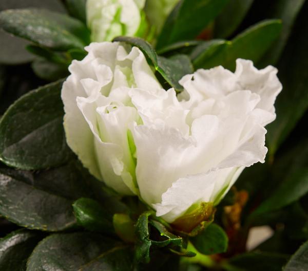 Zimmerazalee - Rhododendron simsii, Busch,