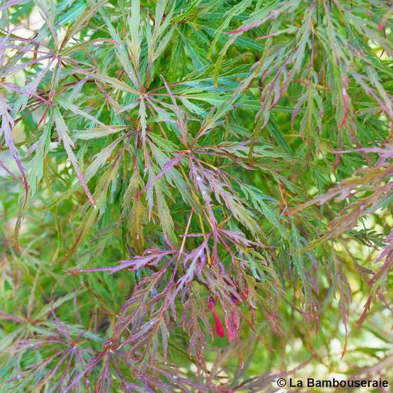 L'Acer palmatum Dissectum Garnet : C7L