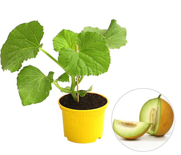 Zuckermelone 'Galia'