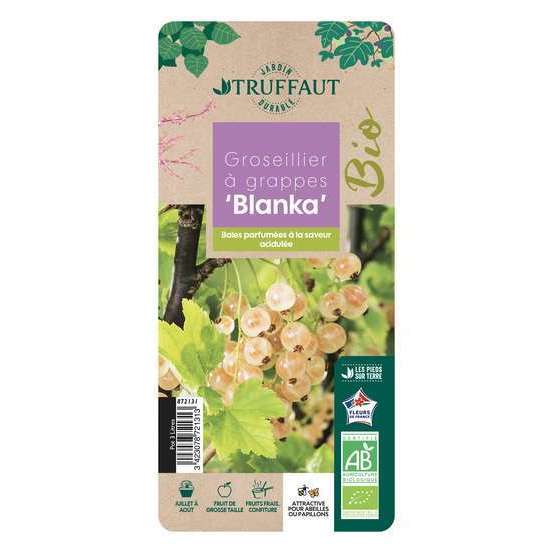 Groseillier à grappes blanc 'Blanka' bio : pot de 3 litres